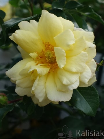 Rosa 'Candela' (Róża okrywowa)  - C2,5