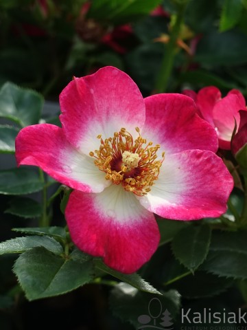 Rosa 'Loki' (Róża okrywowa)  - C2,5