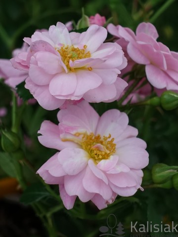 Rosa 'Satina' (Róża okrywowa)  - C2,5