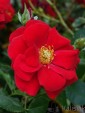 Rosa 'Austriana' (Róża okrywowa)  - C2,5