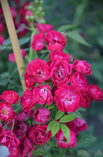 Rosa 'Perennial Domino' (Róża pnąca)  - C7