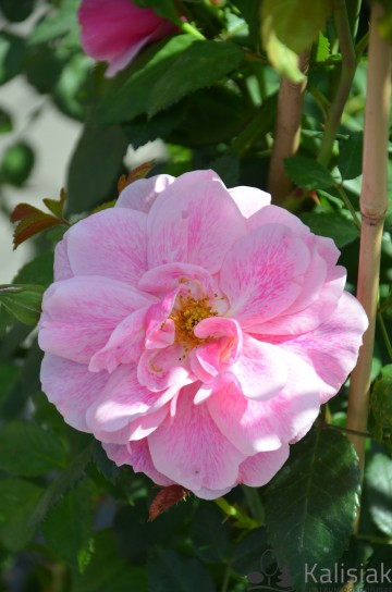Rosa 'Camelot' (Róża pnąca)  - C7