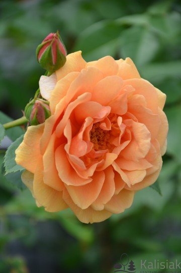 Rosa 'Skyline (Róża pnąca)  - C7