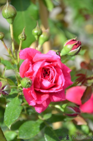 Rosa 'Laguna' (Róża pnąca)  - C7
