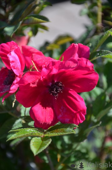 Rosa 'Strandperle Nordeney' (Róża pomarszczona)  - C5