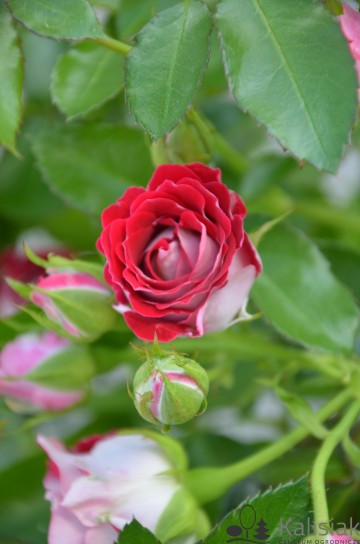 Rosa 'Schone Koblenzerin' (Róża rabatowa)  - C5