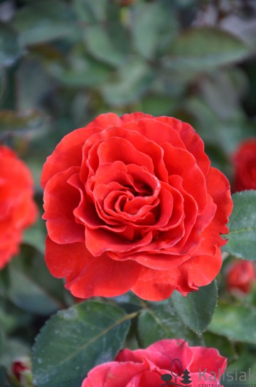 Rosa 'El Toro' (Róża rabatowa)  - C5