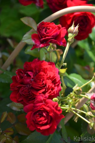 Rosa 'Rotkappchen' (Róża rabatowa)  - C5