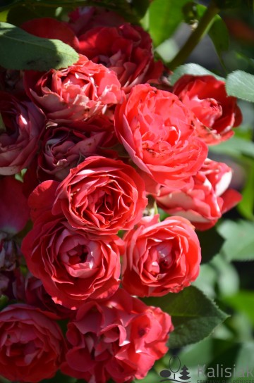 Rosa 'Rosige Landdrostei' (Róża rabatowa)  - C5