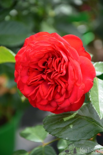 Rosa 'Piano' (Róża wielkokwiatowa)  - C5