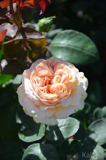Rosa 'Lady Capri' (Róża wielkokwiatowa)  - C5