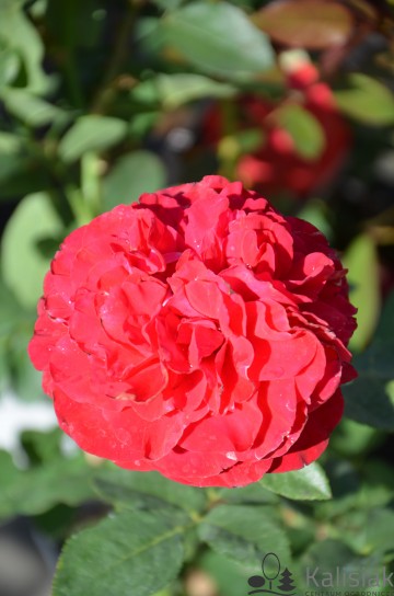 Rosa 'Stortebeker' (Róża wielkokwiatowa)  - C5
