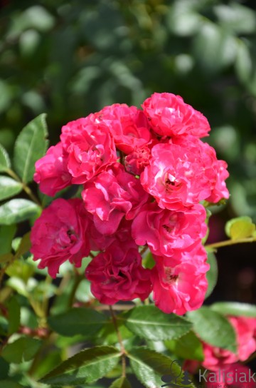 Rosa 'Dinky' (Róża parkowa)  - C5