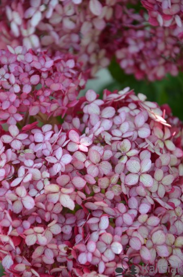 Hydrangea arborescens RUBY ANNABELLE 'NCHA3' (Hortensja krzewiasta)  - C5