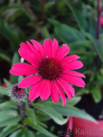 Echinacea purpurea Sunseekers 'Carmine' (Jeżówka purpurowa)  - C2