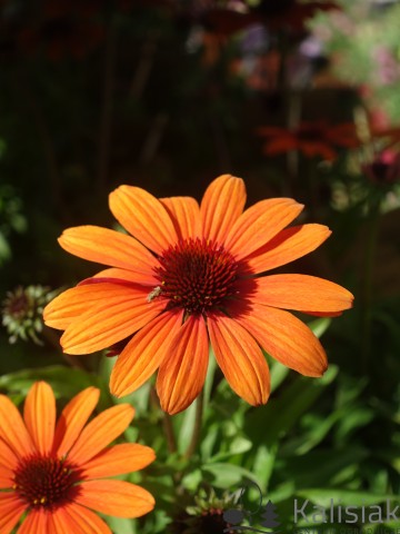 Echinacea purpurea Sunseekers 'Clementine' (Jeżówka purpurowa)  - C2