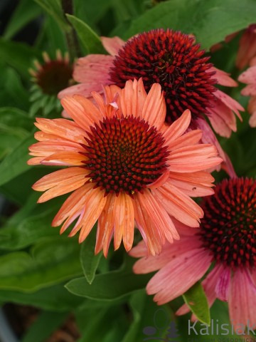 Echinacea purpurea 'Meditation Orange' (Jeżówka purpurowa)  - C3