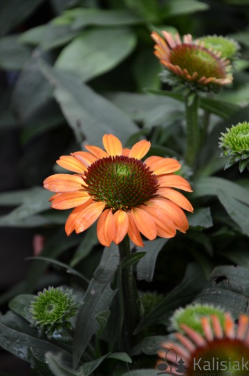 Echinacea 'Prima Ginger' (Jeżówka)  - C3