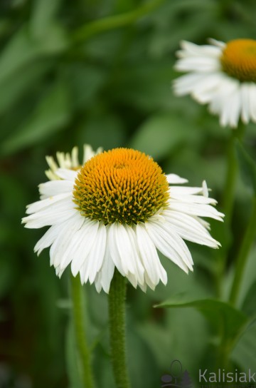 Echinacea purpurea 'Meditation White' (Jeżówka purpurowa)  - C3