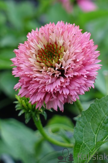 Echinacea 'Butterfly Kisses' (Jeżówka)  - C3