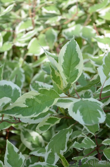 Cornus alba IVORY HALO 'Bailhalo' (Dereń biały)  - C5