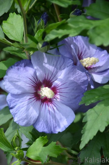 Hibiscus syriacus SUP BLUE 'Minsyori5' (Ketmia syryjska)  - C9