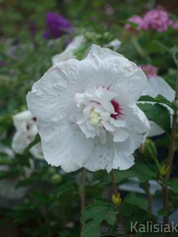 Hibiscus syriacus 'French Point' (Ketmia syryjska)  - C3