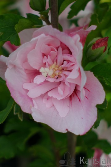 Hibiscus syriacus PINK CHIFFON 'Jwnwood4' (Ketmia syryjska)  - C3