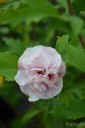 Hibiscus syriacus FRENCH CABARET PASTEL 'MINDOUB1' (Ketmia syryjska)  - C3