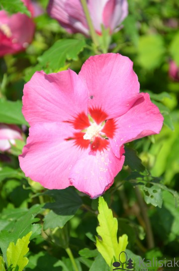 Hibiscus syriacus SUP BRIDGE 'Minsyrou17' (Ketmia syryjska)  - C3