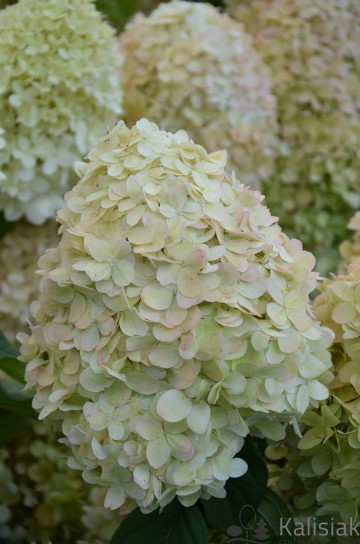 Hydrangea paniculata 'Limelight' (Hortensja bukietowa)  - C11