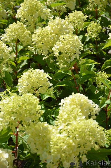 Hydrangea paniculata 'Polar Bear' (Hortensja bukietowa)  - C11