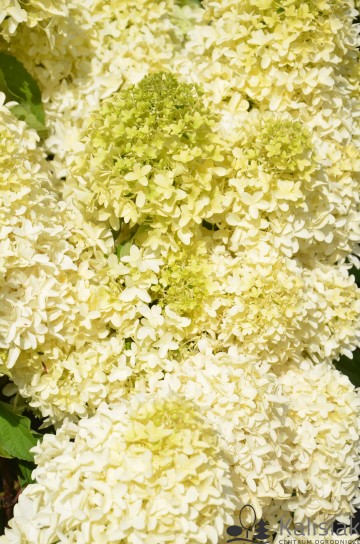 Hydrangea paniculata SKYFALL 'Frenne' (Hortensja bukietowa)  - C11