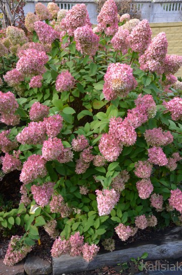 Hydrangea paniculata VANILLE FRAISE 'Renhy' (Hortensja bukietowa)  - C11