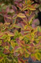 Ligustrum ovalifolium 'Aureum' (Ligustr jajolistny)  - C5