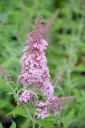 Buddleja davidii PINK PANTHER 'RuttenBU2016' (Budleja Davida)  - C3