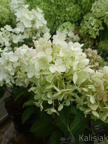 Hydrangea paniculata LIVING Milk&Honey (Hortensja bukietowa)  - C4