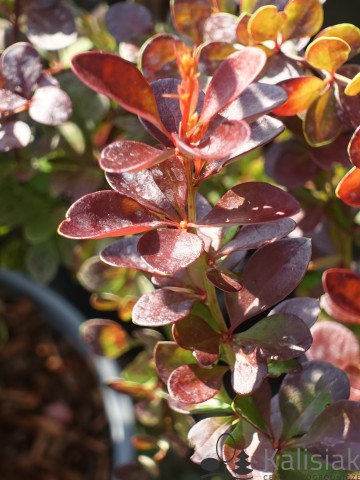 Berberis thunbergii 'Volcano' (Berberys Thunberga)  - C3