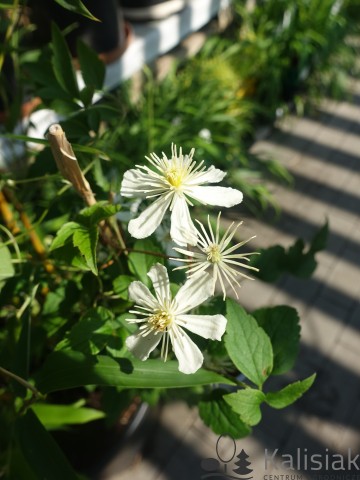 Clematis SUMMER SNOW 'Paul Farges' (Powojnik)  - C2