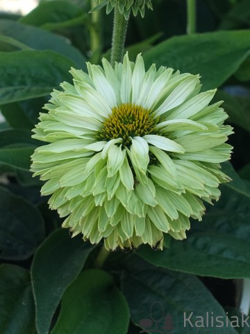 Echinacea purpurea Sunseekers 'Apple Green' (Jeżówka)  - C2