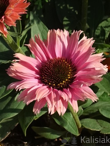 Echinacea purpurea Sunseekers 'Rainbow' (Jeżówka purpurowa)  - C2