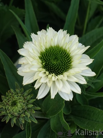 Echinacea purpurea Sunseekers 'White Perfection' (Jeżówka purpurowa)  - C2