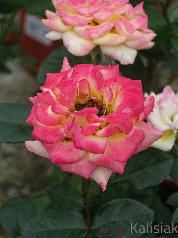 Rosa 'Twister Select' (Róża rabatowa)  - C2