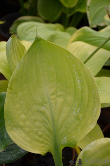 Hosta 'Sum and Substance' (Funkia)  - C2