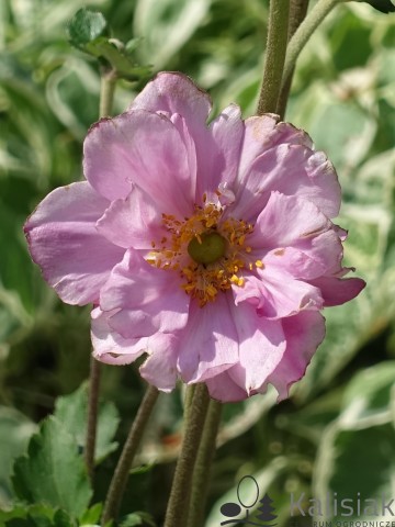 Anemone x hybrida 'Konigin Charlotte' (Zawilec mieszańcowy)  - C3