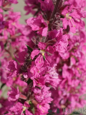 Lythrum salicaria 'Pink Blush' (Krwawnica pospolita)  - C2