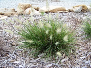 Pennisetum 'Little Bunny' (Rozplenica japońska)  - C5