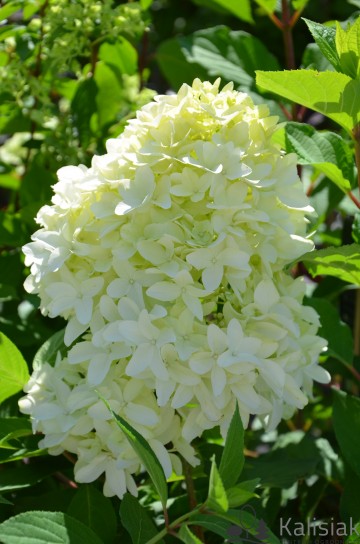 Hydrangea paniculata SKYFALL 'Frenne' (Hortensja bukietowa)  - C4