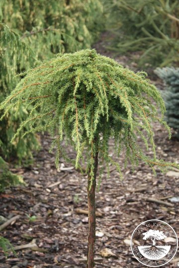 Juniperus communis 'Corielagan' (Jałowiec pospolity)  - C5 PA