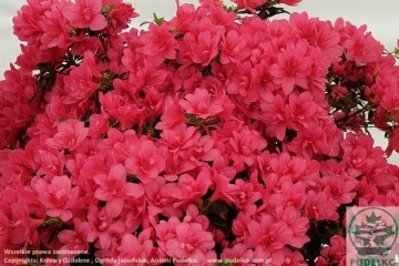 Rhododendron japanese azalea 'Gislinde'